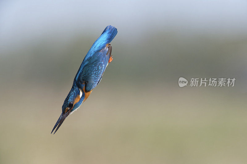 翠鸟潜水(Alcedo atthis)